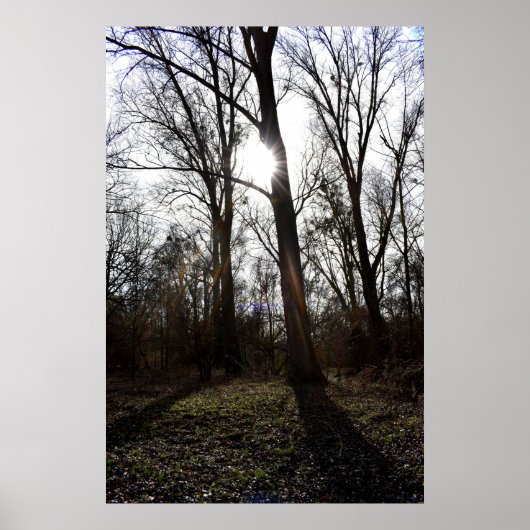 Alter Baum, Wintersonne Poster (Vorne)