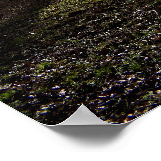 Alter Baum, Wintersonne Poster (Ecke)