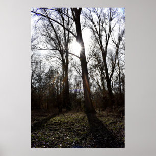 Alter Baum, Wintersonne Poster
