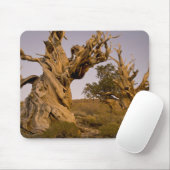 Alter Bristlecone-Wald, Weiße Berge, CA Mousepad (Mit Mouse)