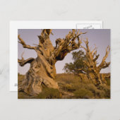 Alter Bristlecone-Wald, Weiße Berge, CA Postkarte (Vorne/Hinten)