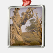 Alter Bristlecone-Wald, Weiße Berge, CA Silbernes Ornament (Links)