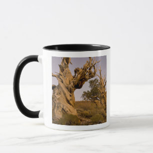 Alter Bristlecone-Wald, Weiße Berge, CA Tasse