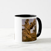 Alter Bristlecone-Wald, Weiße Berge, CA Tasse (VorderseiteRechts)