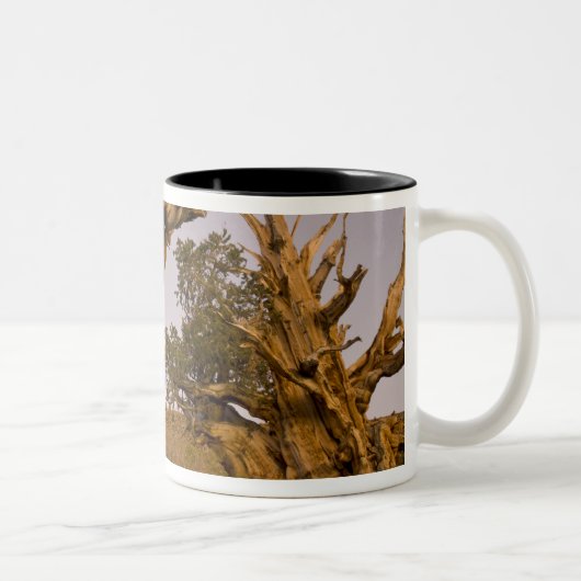 Alter Bristlecone-Wald, Weiße Berge, CA Zweifarbige Tasse (Rechts)