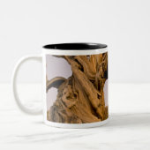 Alter Bristlecone-Wald, Weiße Berge, CA Zweifarbige Tasse (Links)