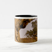 Alter Bristlecone-Wald, Weiße Berge, CA Zweifarbige Tasse (Mittel)