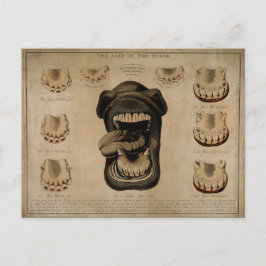 Alter der Mundhölzern des Pferdes Etching Aquarell Postkarte