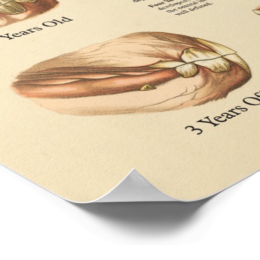 Alter des Pferdes, dargestellt durch die Zähne Dia Poster (Ecke)