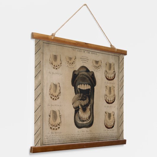 Alter des Pferdes, Mundzähne Pferdezahndiagramm Wandteppich Mit Holzrahmen (Gewinkelt)
