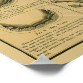 Alter des Pferdes nach Zähne Diagramm Zahnanatomie Poster (Ecke)