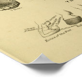 Alter des Pferdes nach Zähne Diagramm Zahnanatomie Poster (Ecke)