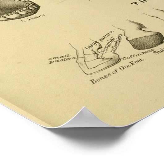 Alter des Pferdes nach Zähne Diagramm Zahnanatomie Poster (Ecke)