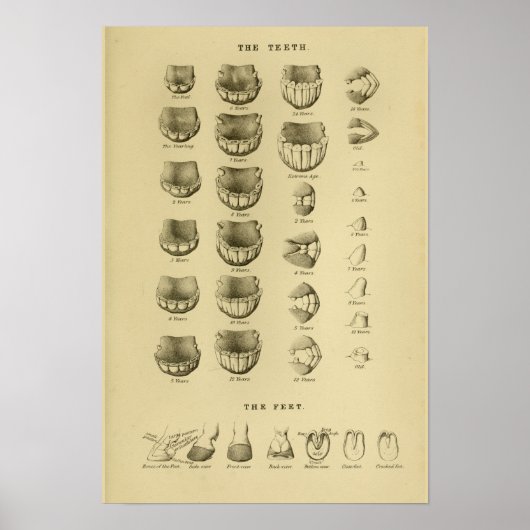 Alter des Pferdes nach Zähne Diagramm Zahnanatomie Poster (Vorne)