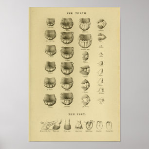 Alter des Pferds durch Poster