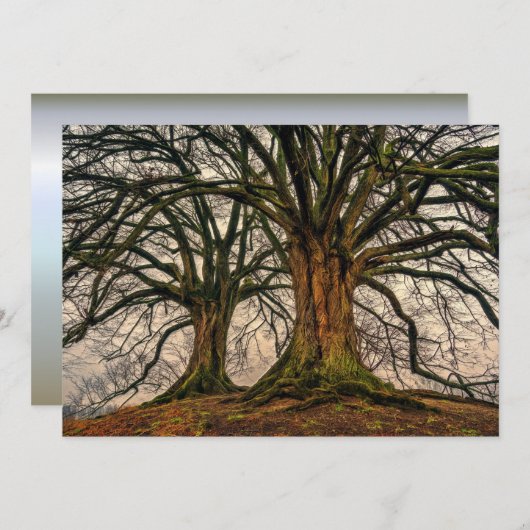 Alter Eichenbaum im Winter (Vorne/Hinten)