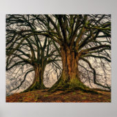 Alter Eichenbaum im Winter Poster (Vorne)