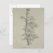Alter Eichenbaum mit Storchennest Postkarte (Vorne/Hinten)