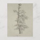 Alter Eichenbaum mit Storchennest Postkarte (Vorderseite)