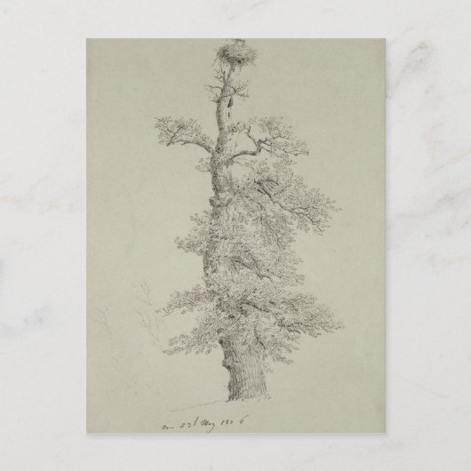 Alter Eichenbaum mit Storchennest Postkarte (Vorderseite)