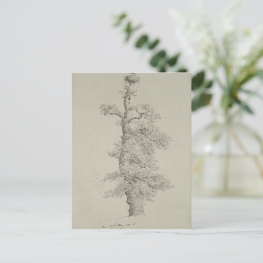 Alter Eichenbaum mit Storchennest Postkarte (Stehend Vorderseite)