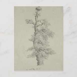 Alter Eichenbaum mit Storchennest Postkarte