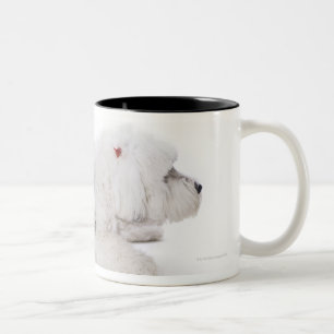 Alter englischer Schäferhund auf weißem Zweifarbige Tasse
