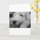 Alter englischer Schäferhund Karte (Gelbe Blume)