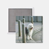 Alter englischer Schafhund 2 Magnet (Vorderseite/Rückseite)