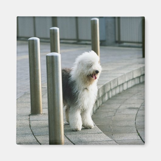 Alter englischer Schafhund 2 Magnet (Vorne)