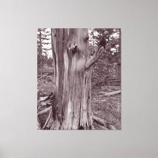Alter gewitterter Pine Tree Trunk Leinwanddruck (Vorderseite)