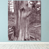 Alter gewitterter Pine Tree Trunk Leinwanddruck (Insitu (Holzboden))