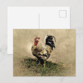 Alter Hahn im Gras Postkarte (Vorne/Hinten)