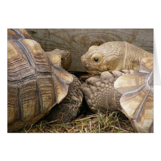 Alter Klatsch (Vorderseite (Horizontal))