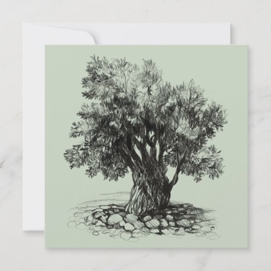 Alter Olivenbaum (Vorderseite)