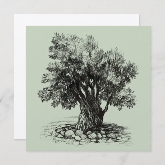 Alter Olivenbaum (Vorne/Hinten)