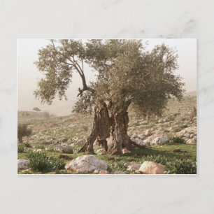 alter Olivenbaum aus dem Norden von Jordan Postkarte