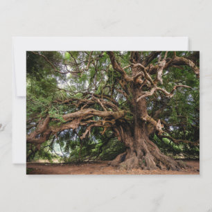 Alter Olivenbaum rustikal