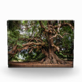 Alter Olivenbaum rustikal Fotoblock (Vorderseite)