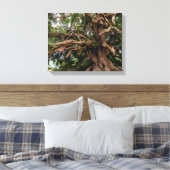 Alter Olivenbaum rustikal Leinwanddruck (Insitu (Schlafzimmer))