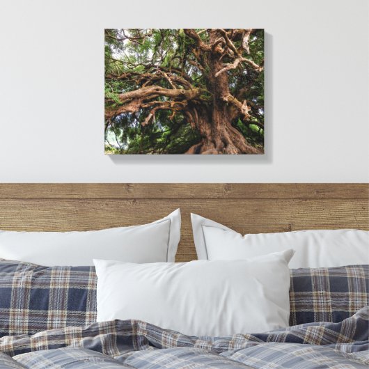 Alter Olivenbaum rustikal Leinwanddruck (Insitu (Schlafzimmer))