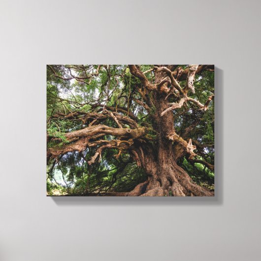 Alter Olivenbaum rustikal Leinwanddruck (Vorderseite)