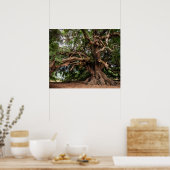 Alter Olivenbaum rustikal Poster (Küche)