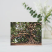 Alter Olivenbaum rustikal Postkarte (Stehend Vorderseite)