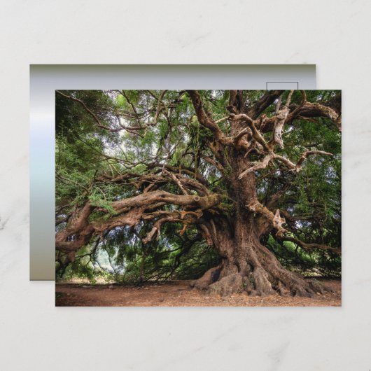 Alter Olivenbaum rustikal Postkarte (Vorne/Hinten)