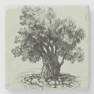Alter Olivenbaum Steinuntersetzer