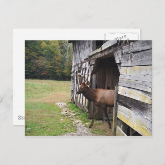 Alter Stall, Elch mit Samt Antler Postkarte (Vorne/Hinten)