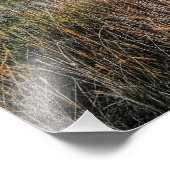 Alter Stall mit Sonnenblumen bei Sunset - Hi Res F Fotodruck (Ecke)