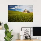 Alter Stall, umgeben von Frühjahrsweizenfeld 2 Poster (Heimbüro)