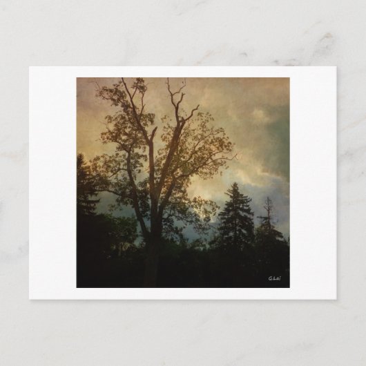 Alter Tree Postkarte (Vorderseite)